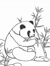 Panda is eating