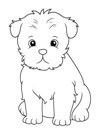 Affenpinscher