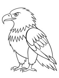 Bald eagle