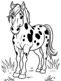 Appaloosa horse