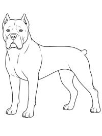 Cane corso