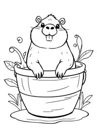 Capybara in Bucket