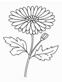 Chrysanth