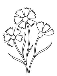 Cornflower