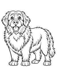 Newfoundland dog