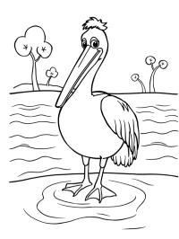 Pelican in the water