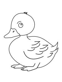 Cute duck