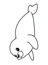 Cute seal