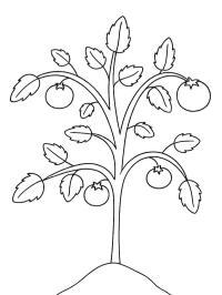 Tomato plant