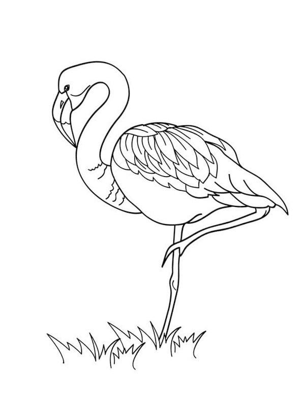 Flamingo in the grass Coloring page