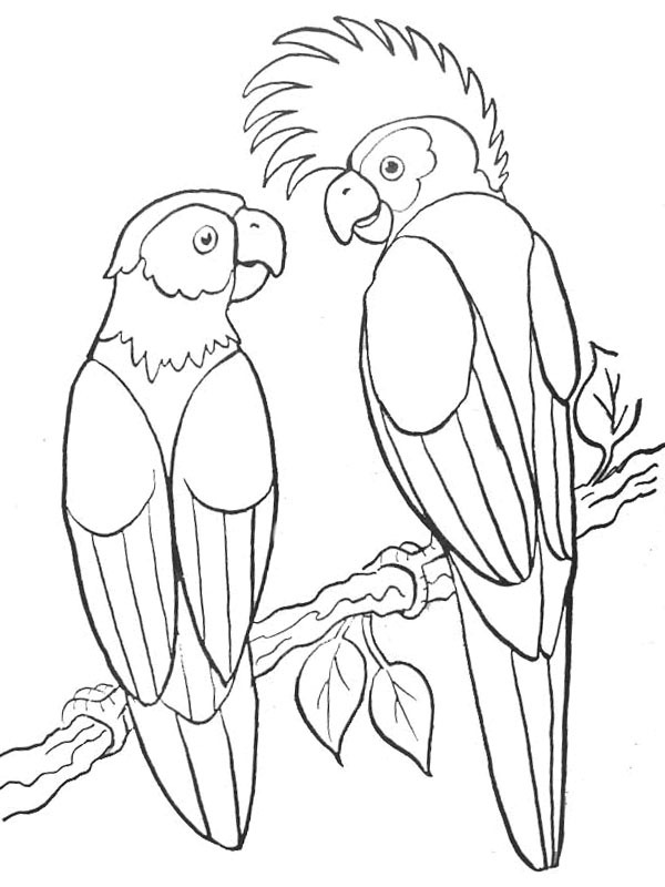 2 parrots Coloring page