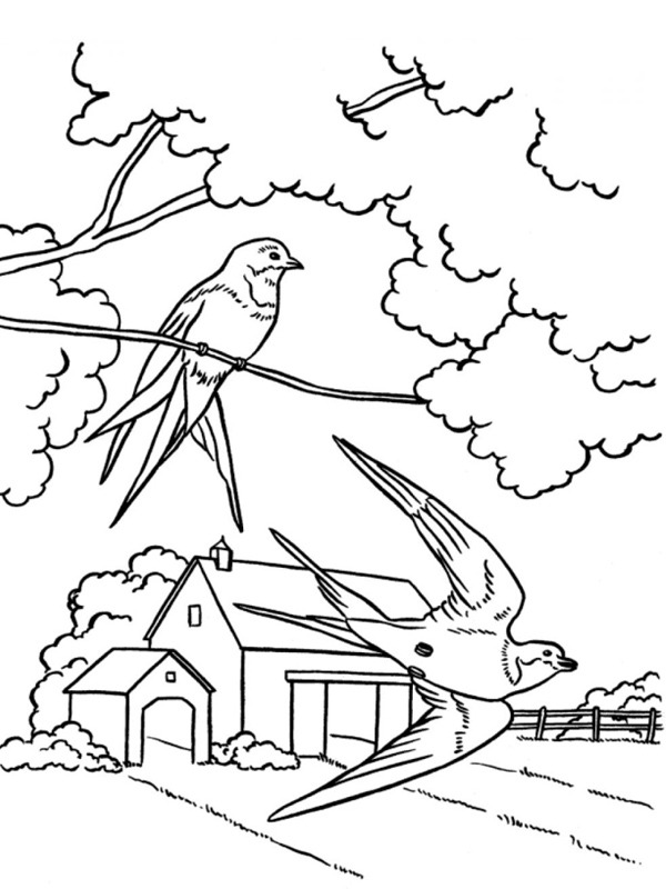 2 swallows Coloring page