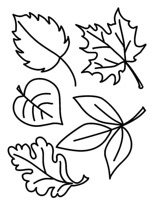 5 Autumn leaves Coloring page