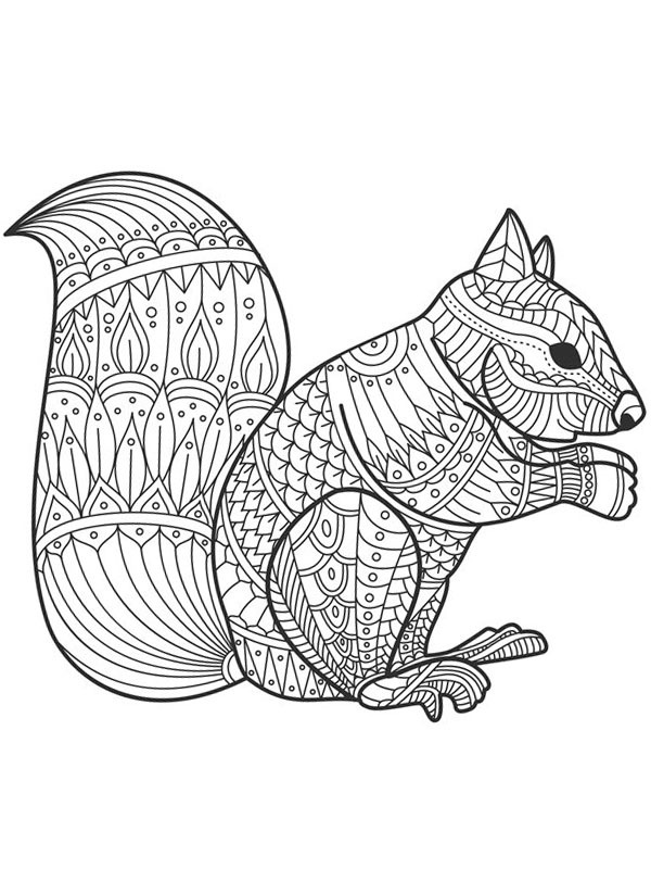 Squirrel for adults Coloring page