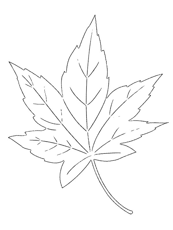 Maple Leaf Coloring page