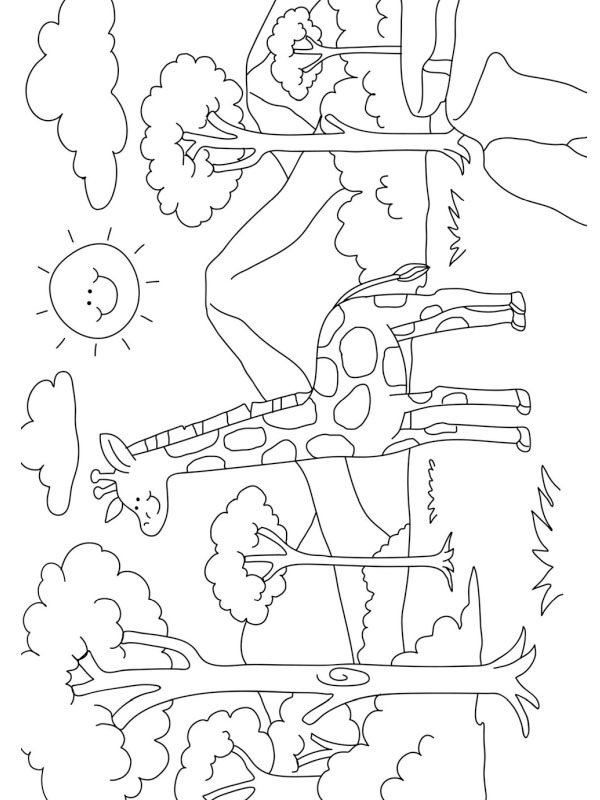 Giraffe in nature Coloring page