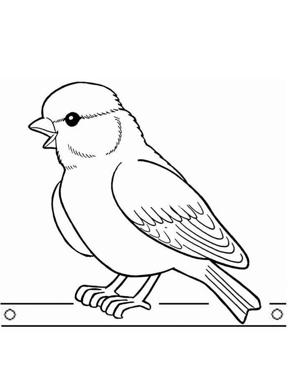 Bullfinch bird Coloring page