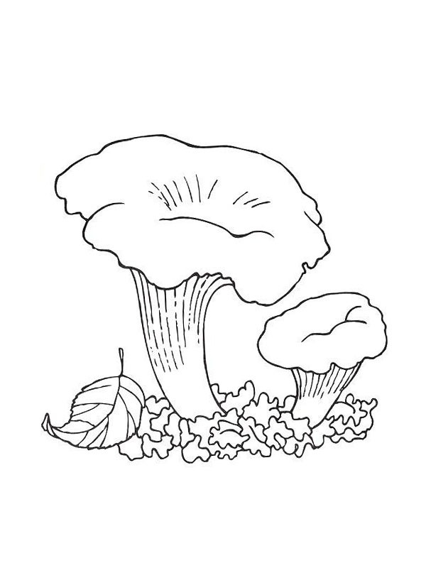 Cantharellus cibarius Coloring page