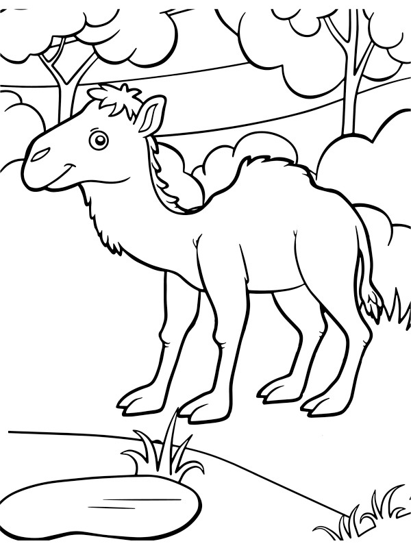 Camel calf Coloring page