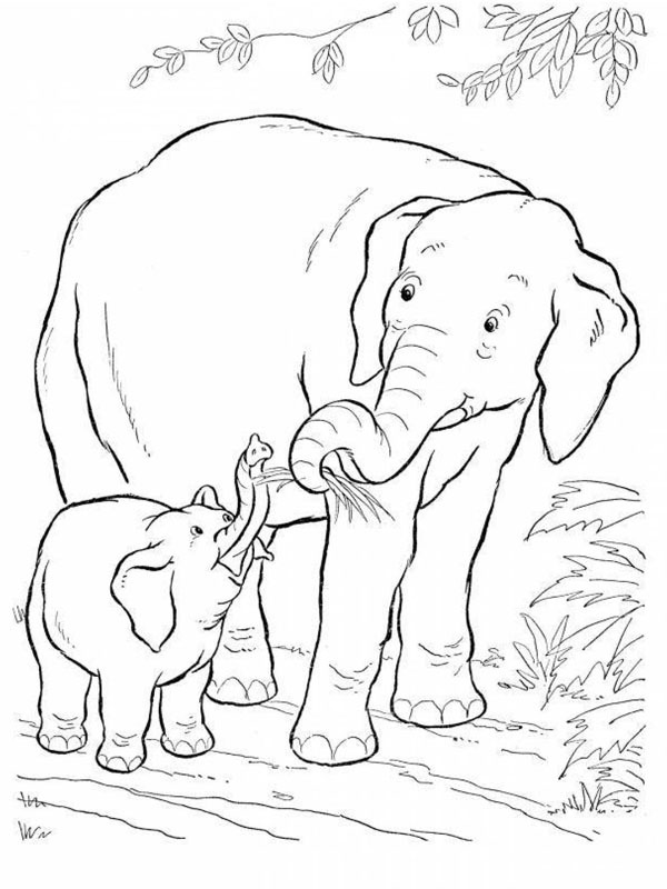 Elephant and baby elephant Coloring page