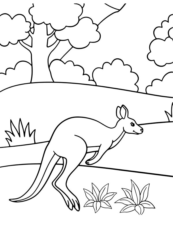 Jumping kangaroo Coloring page