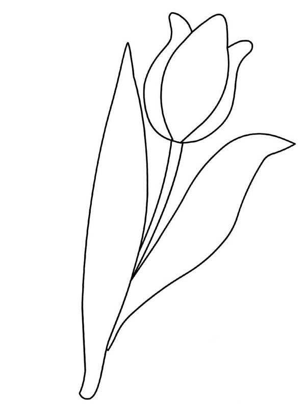 Tulip flower Coloring page