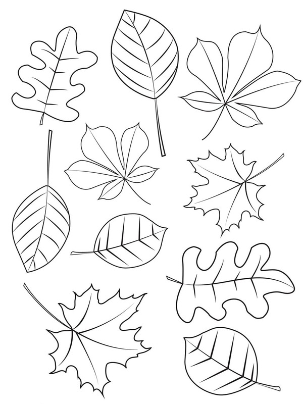 Different autumn leaves Coloring page