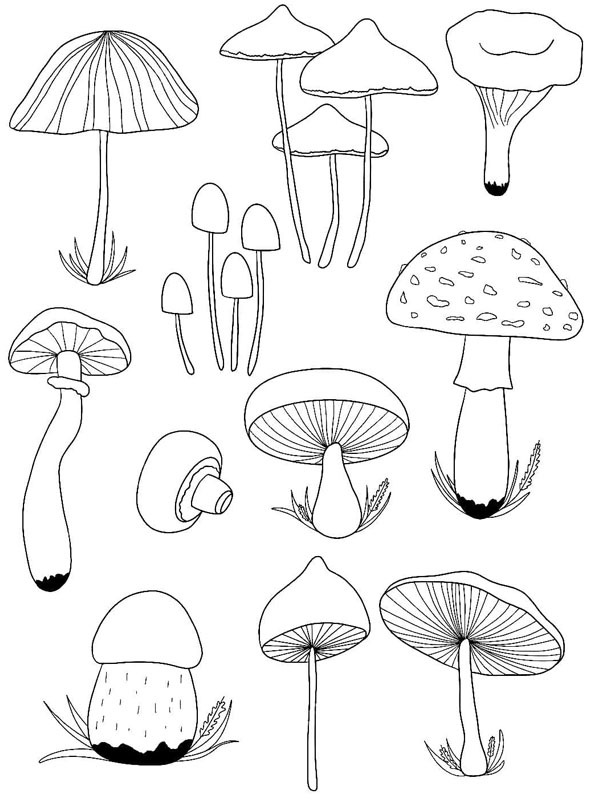 Various mushrooms Coloring page