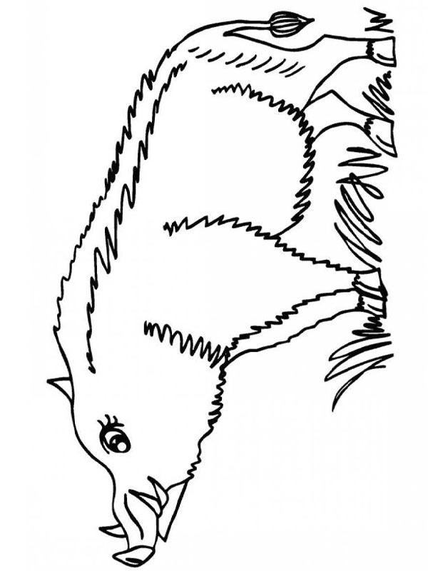 Wild boar Coloring page