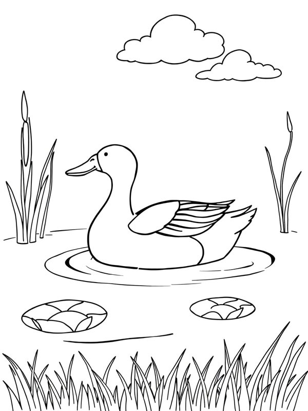 Wild duck Coloring page