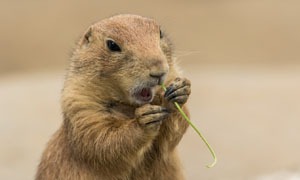 Capybara